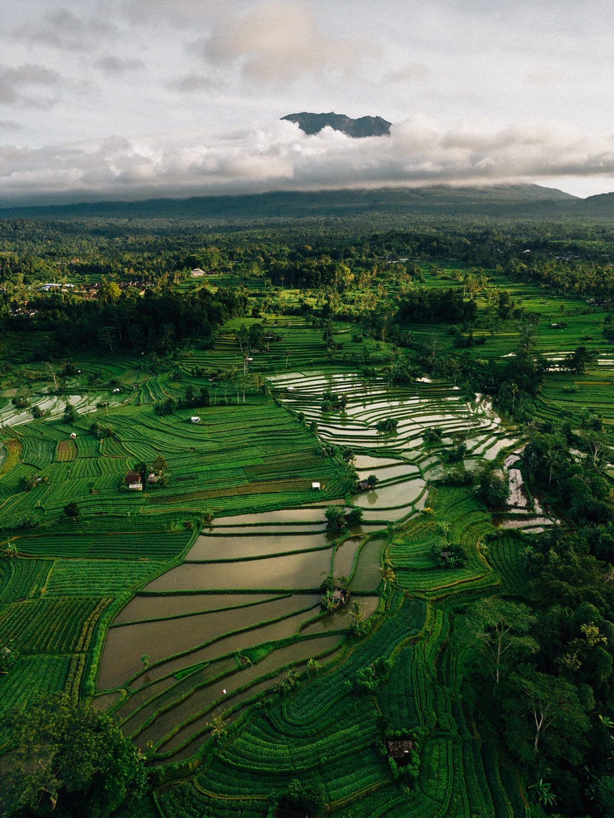 Rainforest Pool Bale